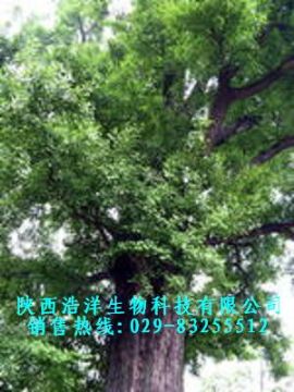 Maidenhair Tree Leaf  Extract